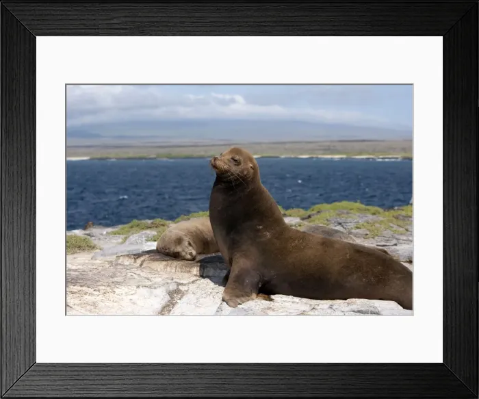 Framed Print : Galapagos Sea Lion - Galapagos Islands Framed Print : Galapagos Sea Lion - Galapagos Islands