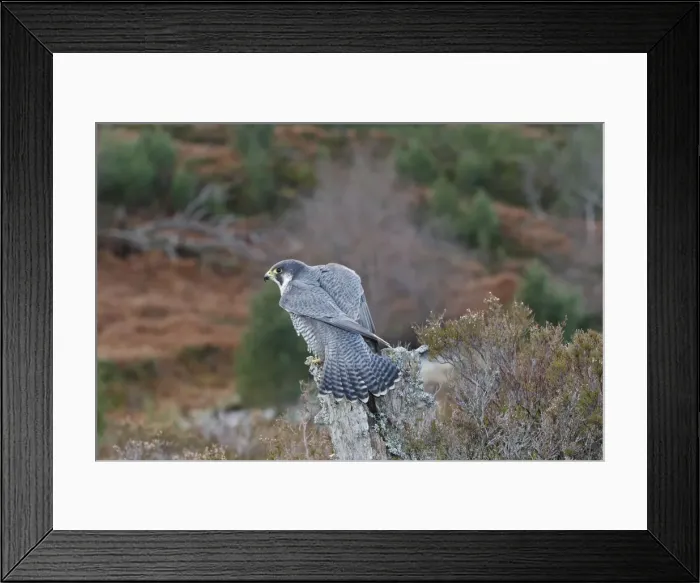 Framed Print : Pergrine Falcon. Scottish Moor - Aviemore - Scotland Framed Print : Pergrine Falcon. Scottish Moor - Aviemore - Scotland