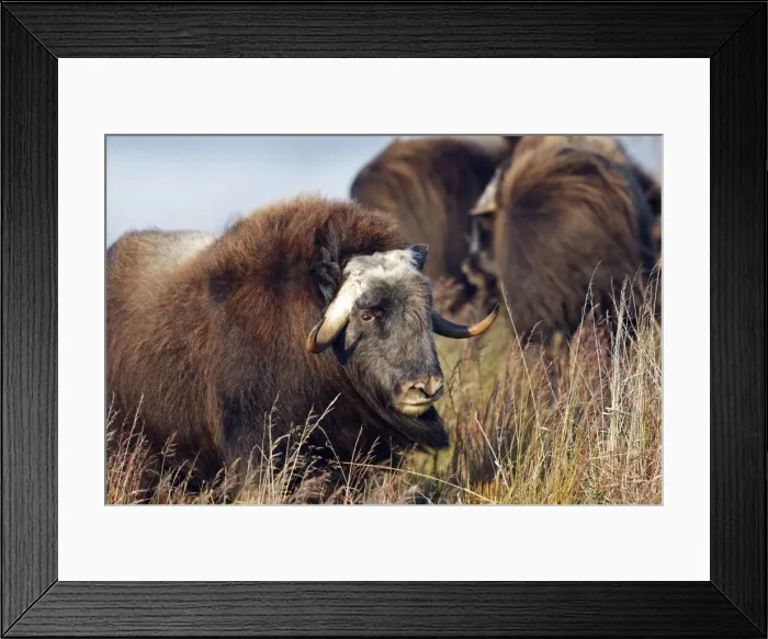 Framed Print : Muskox - Seward Peninsula - Alaska Framed Print : Muskox - Seward Peninsula - Alaska