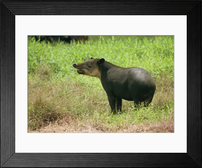 Framed Print : Baird's Tapir WAT 4740 Costa Rica, Central America. Tapirus bairdi © M. Watson / ardea. com Framed Print : Baird's Tapir WAT 4740 Costa Rica, Central America. Tapirus bairdi © M. Watson / ardea. com