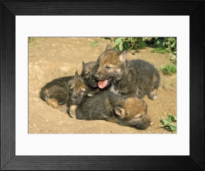 Framed Print : Wolf - five month old cubs Framed Print : Wolf - five month old cubs
