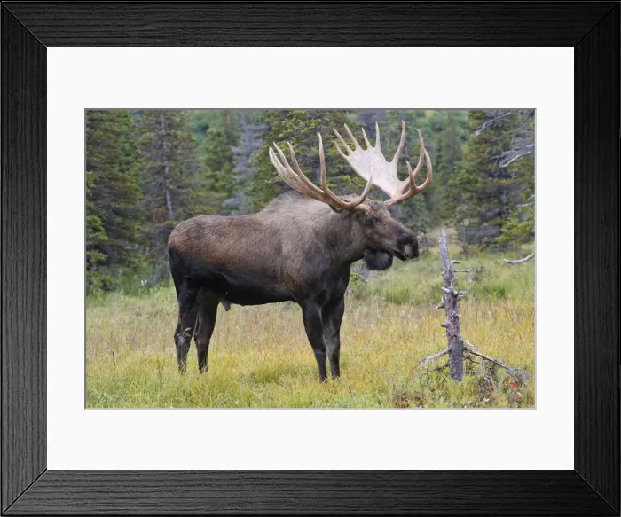 Framed Print : Moose - male 5-7 years - Seward Peninsula - Alaska Framed Print : Moose - male 5-7 years - Seward Peninsula - Alaska