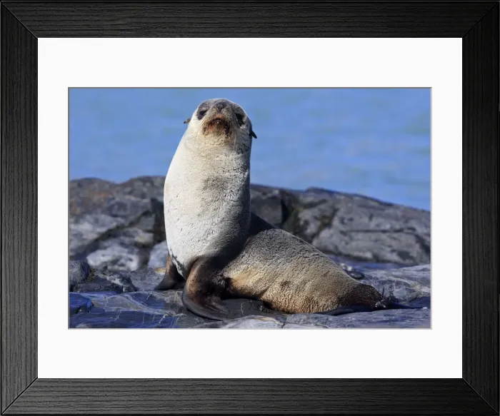 Framed Print : Antarctic Fur Seal - Fortuna bay - South Georgia Framed Print : Antarctic Fur Seal - Fortuna bay - South Georgia