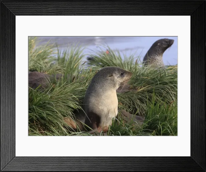 Framed Print : Antarctic Fur Seal - Elsehul Bay - South Georgia - Falkland Islands Framed Print : Antarctic Fur Seal - Elsehul Bay - South Georgia - Falkland Islands
