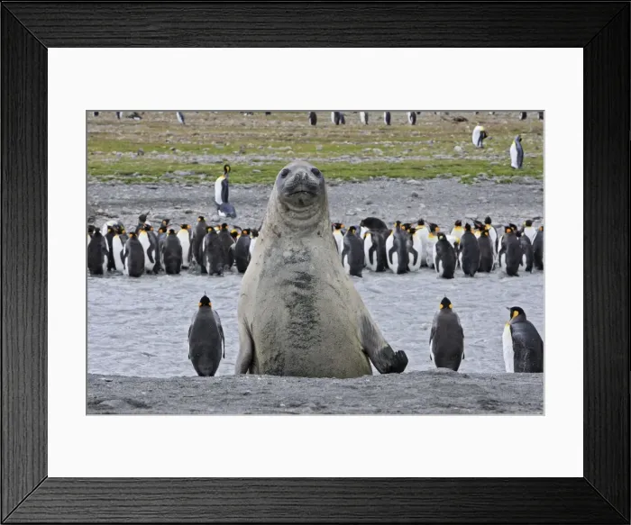 Framed Print : Southern Elephant Seal - showing size comparison with King Penguins (Aptenodytes patagonicus) - Saint Andrew - South Georgia Framed Print : Southern Elephant Seal - showing size comparison with King Penguins (Aptenodytes patagonicus) - Saint Andrew - South Georgia