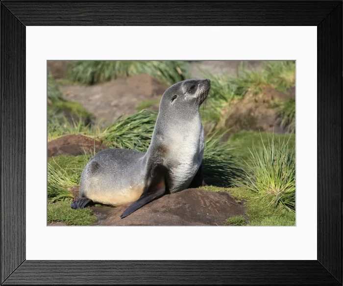Framed Print : Antarctic Fur Seal - Fortuna bay - South Georgia Framed Print : Antarctic Fur Seal - Fortuna bay - South Georgia