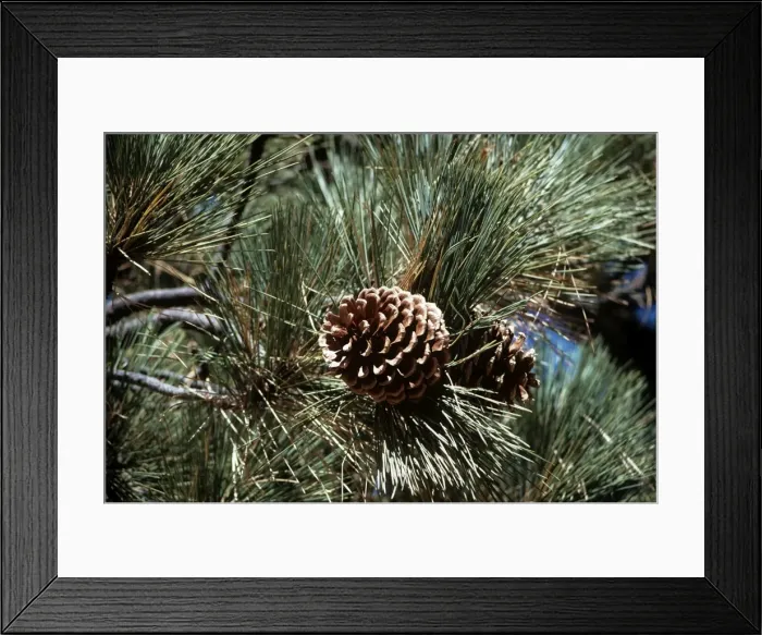 Framed Print : Jeffrey Pine Framed Print : Jeffrey Pine