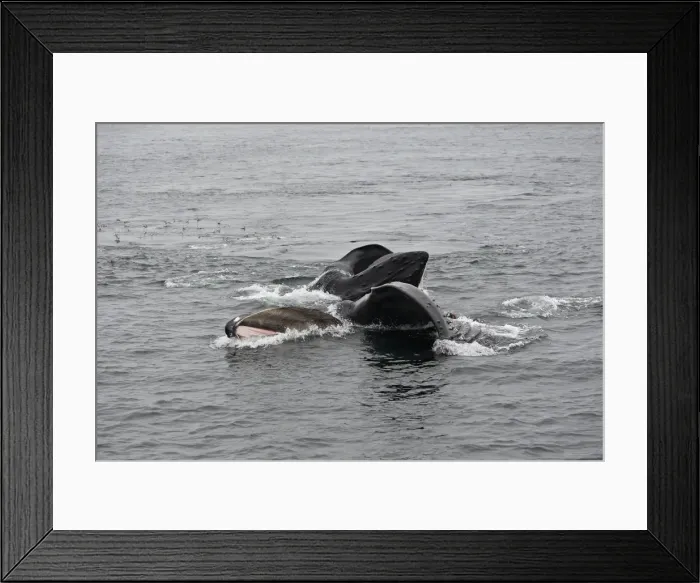 Framed Print : Humpback Whale - Surface feeding - Mouth open with lateral lunge - Expandable throat grooves - inside Passage - Alaska Framed Print : Humpback Whale - Surface feeding - Mouth open with lateral lunge - Expandable throat grooves - inside Passage - Alaska