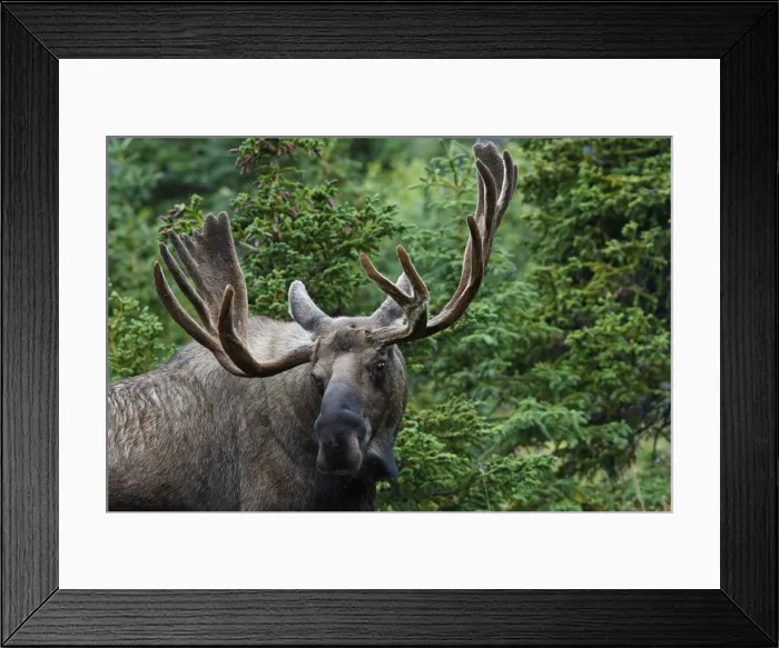 Framed Print : Moose - 5-7 year old male with velvet - Alaska Framed Print : Moose - 5-7 year old male with velvet - Alaska