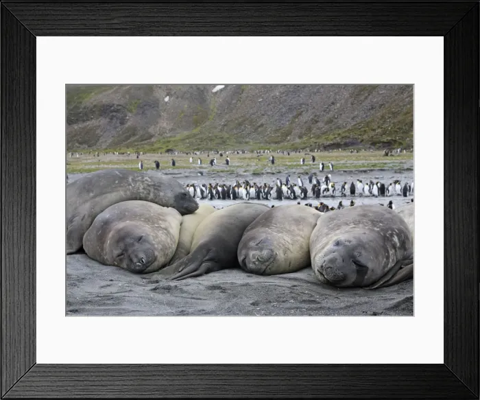Framed Print : Southern Elephant Seal - sleeping - with King Penguins (Aptenodytes patagonicus) in background - Saint Andrew - South Georgia Framed Print : Southern Elephant Seal - sleeping - with King Penguins (Aptenodytes patagonicus) in background - Saint Andrew - South Georgia