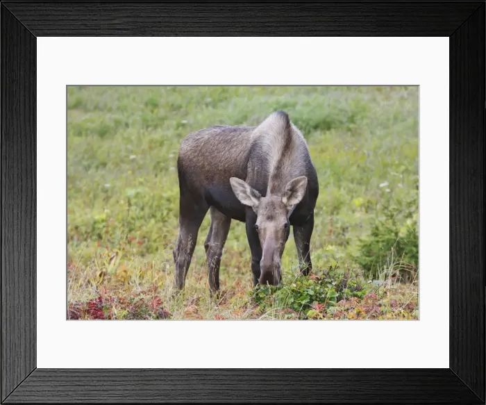 Framed Print : Moose - female - Alaska Framed Print : Moose - female - Alaska