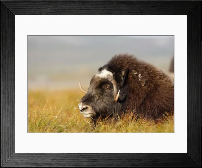 Framed Print : Muskox - Nome - Alaska Framed Print : Muskox - Nome - Alaska