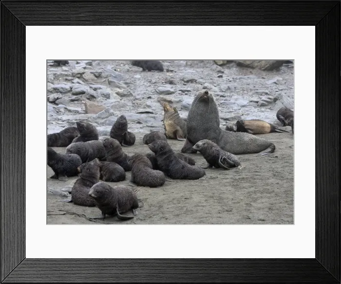 Framed Print : Antarctic Fur Seal - Elsehul Bay - South Georgia - Falkland Islands Framed Print : Antarctic Fur Seal - Elsehul Bay - South Georgia - Falkland Islands