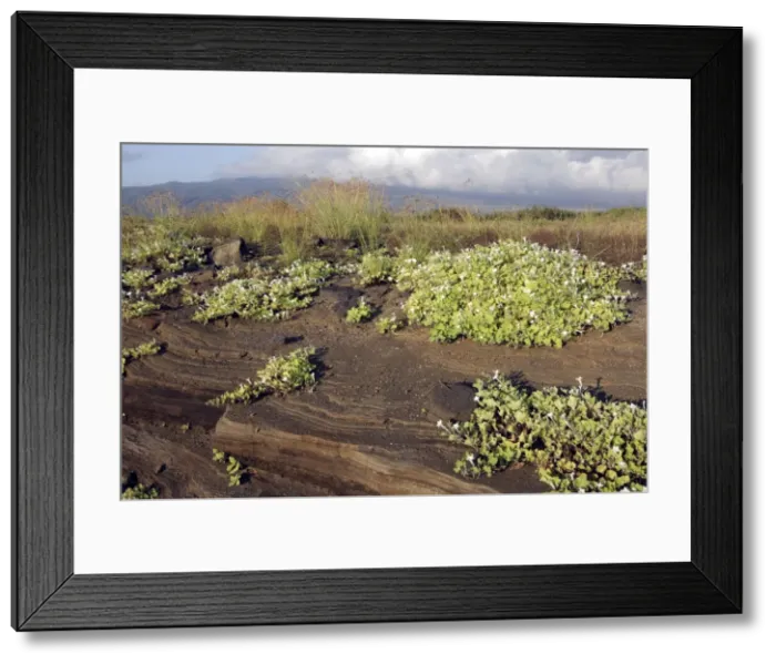 Framed Print : First plants on lava - Santiago Island - Galapagos island Framed Print : First plants on lava - Santiago Island - Galapagos island