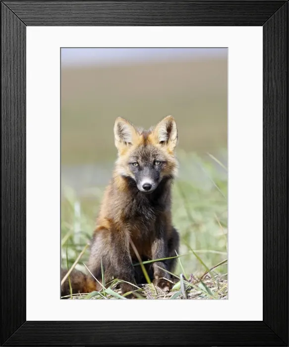 Framed Print : Red Fox - young - dark phase - Seward Peninsula - Alaska Framed Print : Red Fox - young - dark phase - Seward Peninsula - Alaska