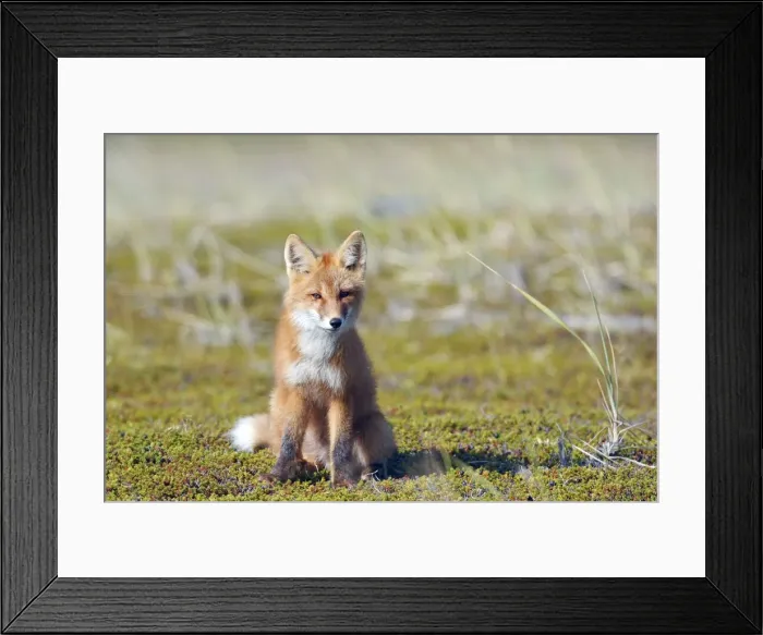 Framed Print : Red Fox - young - Seward Peninsula - Alaska Framed Print : Red Fox - young - Seward Peninsula - Alaska