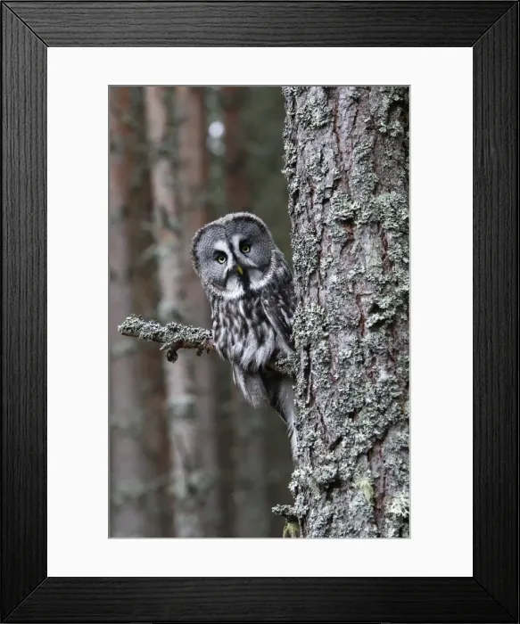 Framed Print : Great Grey Owl - perched on branch Framed Print : Great Grey Owl - perched on branch