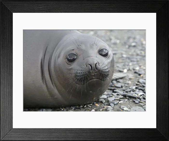 Framed Print : Southern Elephant Seal - Salisbury plains - South Georgia Framed Print : Southern Elephant Seal - Salisbury plains - South Georgia