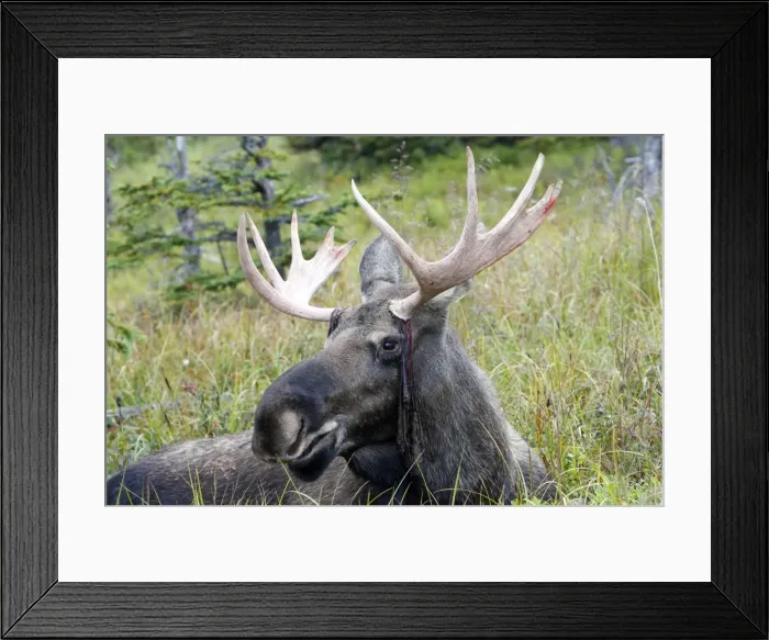 Framed Print : Moose - male about 3 years - losing his velvet - Seward Peninsula - Alaska