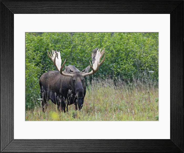 Framed Print : Moose - male 5-7 years with the remains of velvet - Seward Peninsula - Alaska Framed Print : Moose - male 5-7 years with the remains of velvet - Seward Peninsula - Alaska