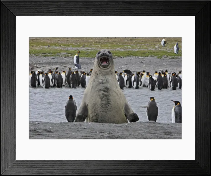 Framed Print : Southern Elephant Seal - showing size comparison with King Penguins (Aptenodytes patagonicus) - Saint Andrew - South Georgia Framed Print : Southern Elephant Seal - showing size comparison with King Penguins (Aptenodytes patagonicus) - Saint Andrew - South Georgia
