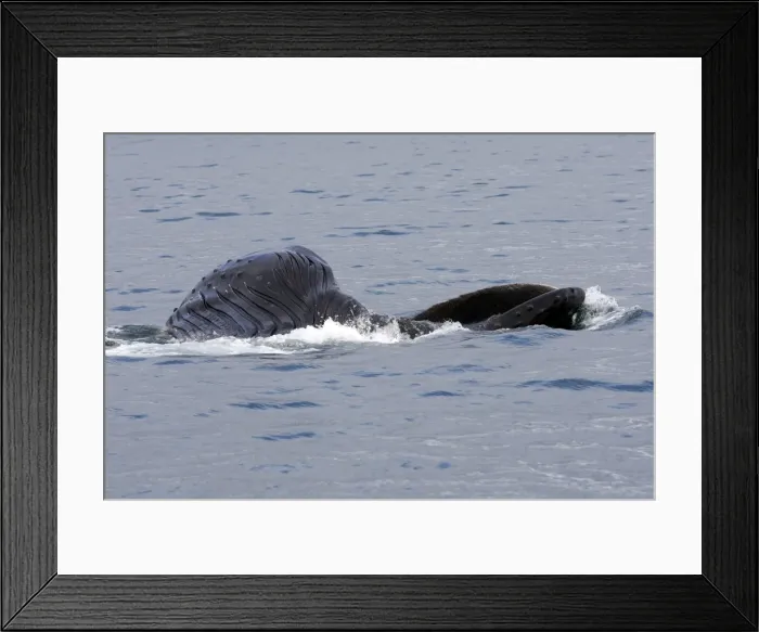 Framed Print : Humpback Whale - Surface feeding - Mouth open with lateral lunge - Expandable throat grooves - Frederick sound - inside Passage - Alaska Framed Print : Humpback Whale - Surface feeding - Mouth open with lateral lunge - Expandable throat grooves - Frederick sound - inside Passage - Alaska