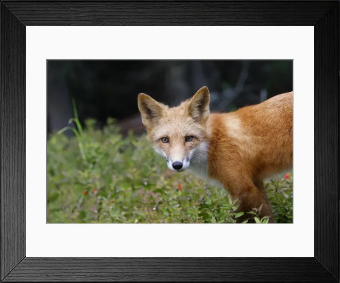 Framed Print : Red Fox - young Framed Print : Red Fox - young