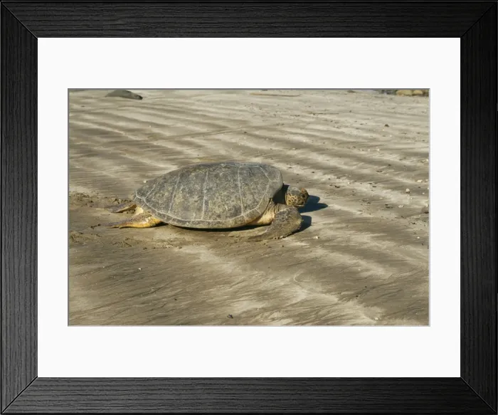 Framed Print : Green Turtle WAT 7615 Chelonia mydas © M. Watson / ardea. com Framed Print : Green Turtle WAT 7615 Chelonia mydas © M. Watson / ardea. com