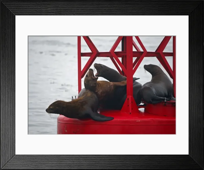 Framed Print : Northern (Steller) Sea Lion - resting on a large buoy Framed Print : Northern (Steller) Sea Lion - resting on a large buoy
