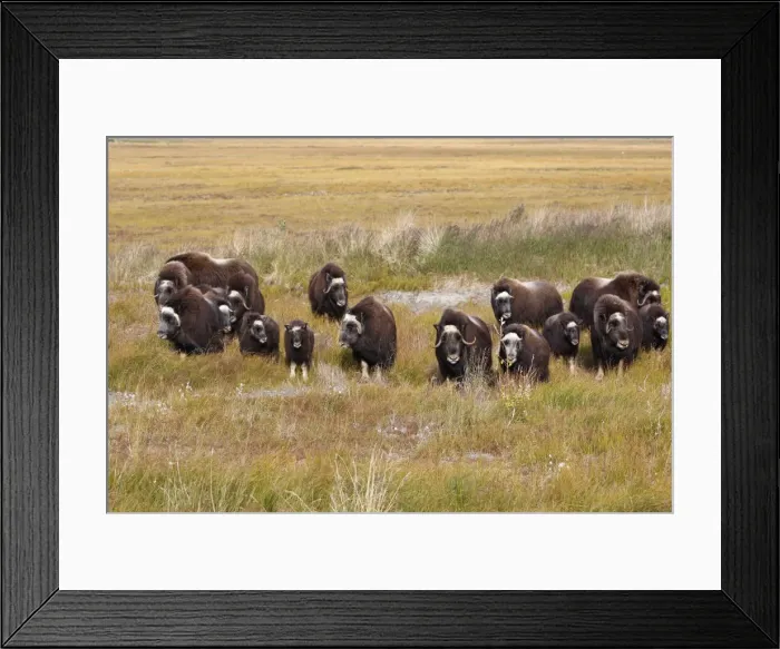 Framed Print : Muskox - Nome - Alaska Framed Print : Muskox - Nome - Alaska