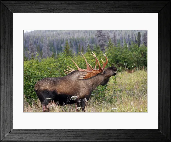 Framed Print : Moose - 5-7 year old male - Alaska Framed Print : Moose - 5-7 year old male - Alaska