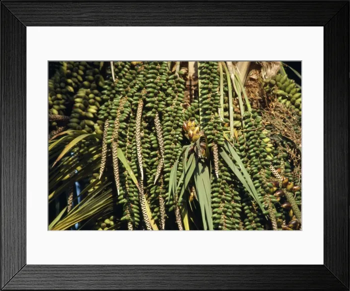 Framed Print : Thatch Palm - fruits Framed Print : Thatch Palm - fruits