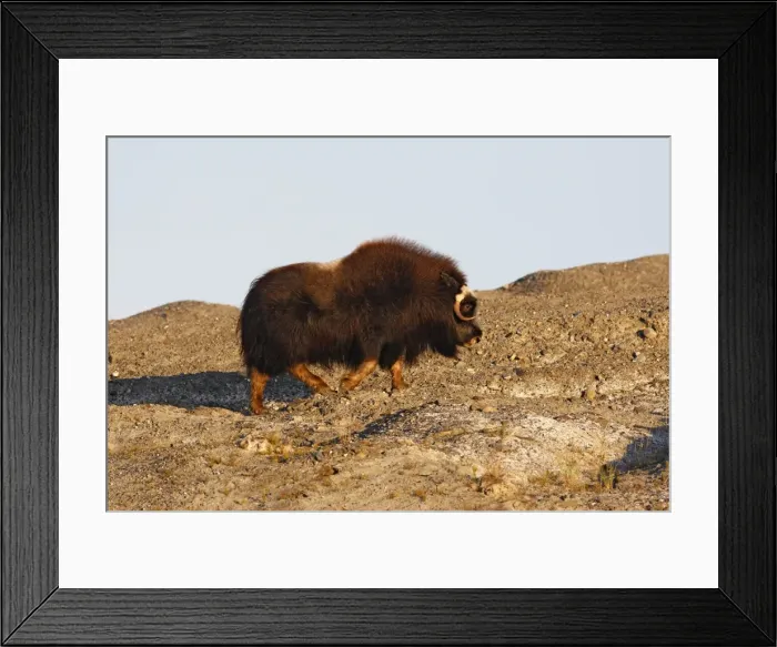 Framed Print : Muskox - Seward Peninsula - Alaska Framed Print : Muskox - Seward Peninsula - Alaska