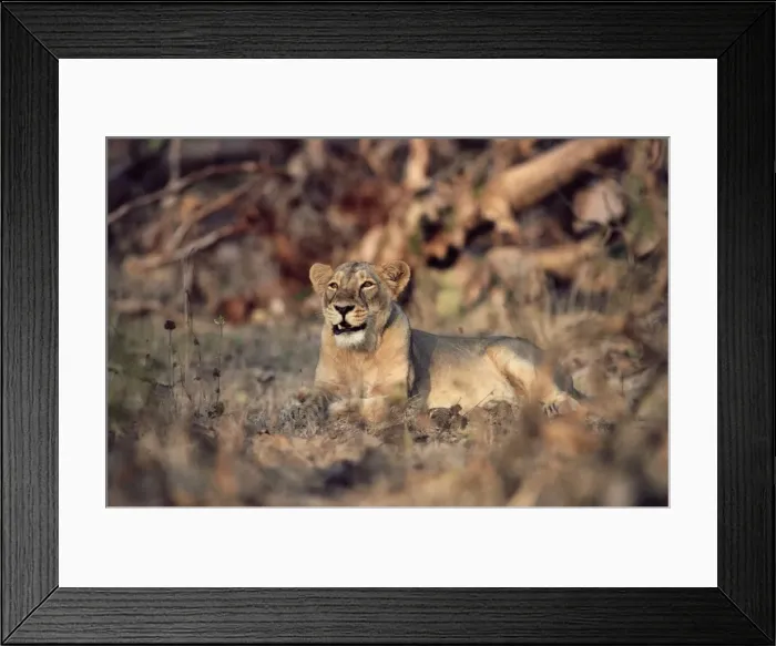 Framed Print : Indian / Asiatic Lion YAB 919 Panthera leo persica © Yan Arthus-Bertrand / ardea. com Framed Print : Indian / Asiatic Lion YAB 919 Panthera leo persica © Yan Arthus-Bertrand / ardea. com