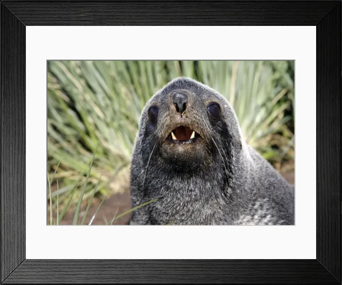 Framed Print : Antarctic Fur Seal - Cooper Bay - South GeoRgia Framed Print : Antarctic Fur Seal - Cooper Bay - South GeoRgia