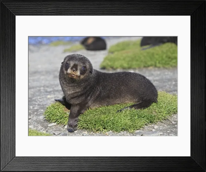Framed Print : Antarctic Fur Seal - Fortuna Bay - South Georgia Framed Print : Antarctic Fur Seal - Fortuna Bay - South Georgia
