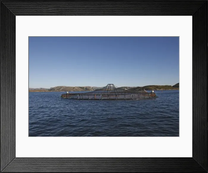 Framed Print : Fish Farming - Salmon in fjord. Lawnes - Flatanger - Norvege Framed Print : Fish Farming - Salmon in fjord. Lawnes - Flatanger - Norvege