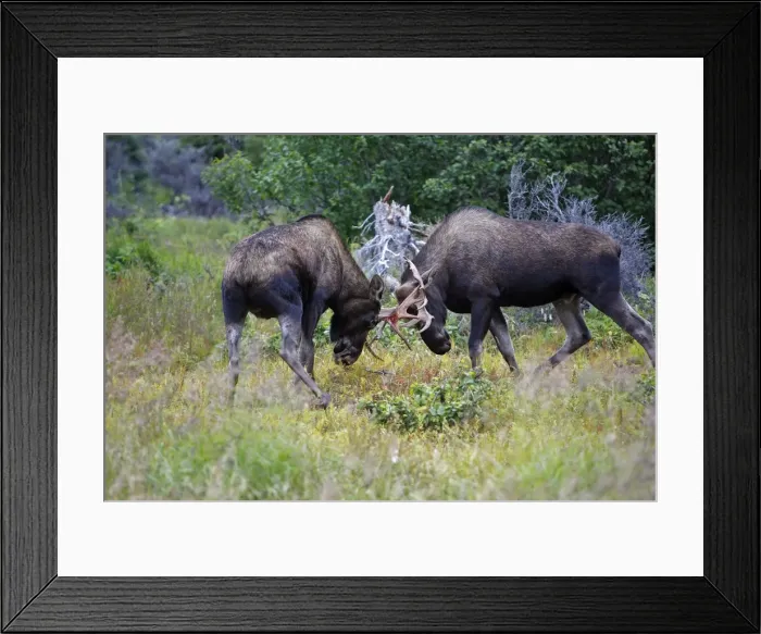 Framed Print : Moose - males approximately 2 to 3 years old - fighting - Alaska Framed Print : Moose - males approximately 2 to 3 years old - fighting - Alaska