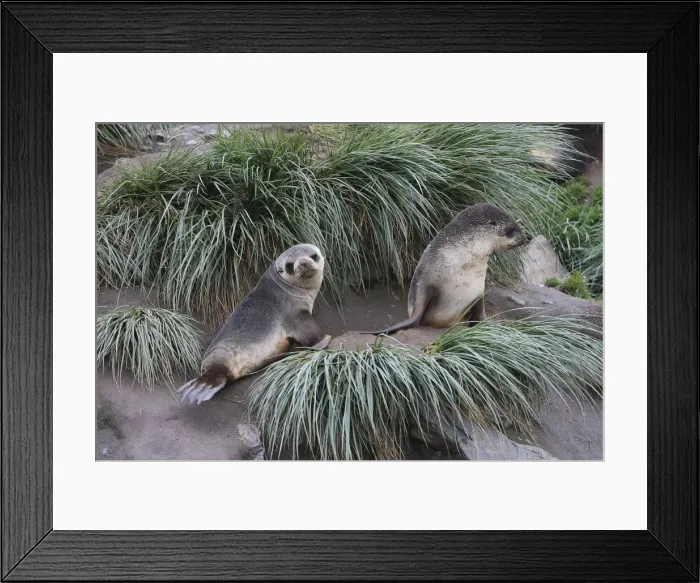 Framed Print : Antarctic Fur Seal - Saint Andrew - South Geotgia Framed Print : Antarctic Fur Seal - Saint Andrew - South Geotgia