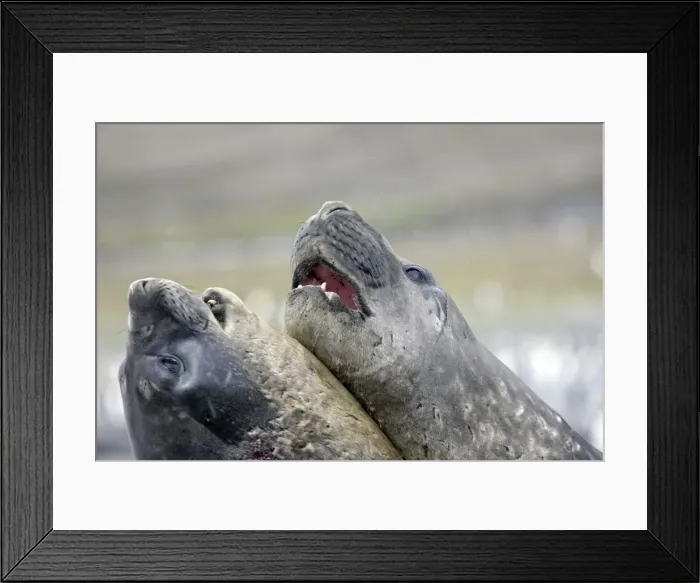 Framed Print : Southern Elephant Seal - combat between two males - Saint Andrew - South Georgia Framed Print : Southern Elephant Seal - combat between two males - Saint Andrew - South Georgia