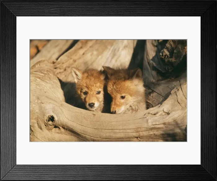 Framed Print : Coyote WAT 4548 2 cubs Canis latrans © M. Watson / ardea. com Framed Print : Coyote WAT 4548 2 cubs Canis latrans © M. Watson / ardea. com
