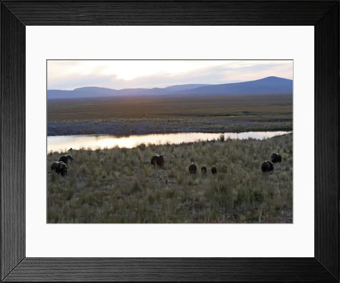 Framed Print : Muskox - Nome - Alaska Framed Print : Muskox - Nome - Alaska