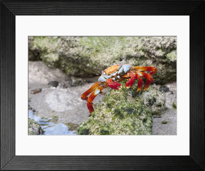 Framed Print : Sally Lightfoot Crab - Sullivan Bay - Galapagos Islands Framed Print : Sally Lightfoot Crab - Sullivan Bay - Galapagos Islands