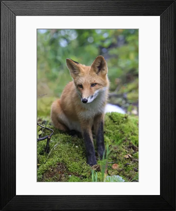 Framed Print : Red Fox - young Framed Print : Red Fox - young