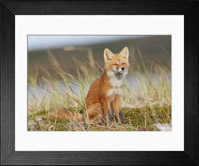 Framed Print : Red Fox - young - dark phase - Seward Peninsula - Alaska Framed Print : Red Fox - young - dark phase - Seward Peninsula - Alaska