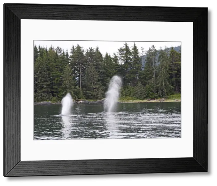 Framed Print : Humpback whale - Blow / Spout - inside Passage - Alaska Framed Print : Humpback whale - Blow / Spout - inside Passage - Alaska