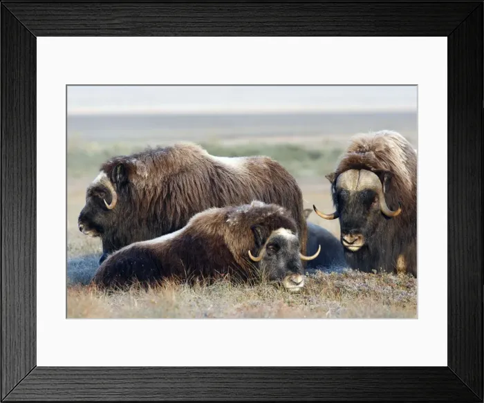 Framed Print : Muskox - male on the right - Nome - Alaska Framed Print : Muskox - male on the right - Nome - Alaska