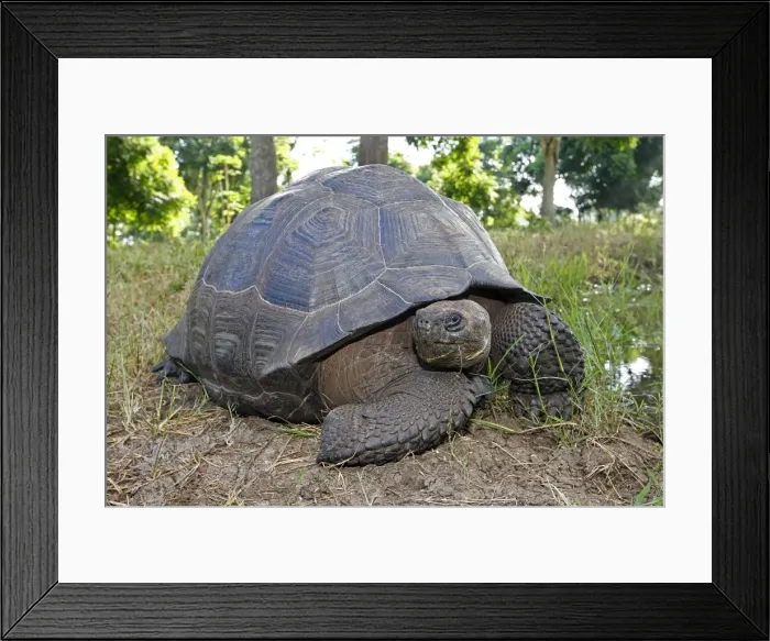 Framed Print : Galapagos Giant Tortoise - Cerro El Chato - Santa Cruz - Galapagos Islands