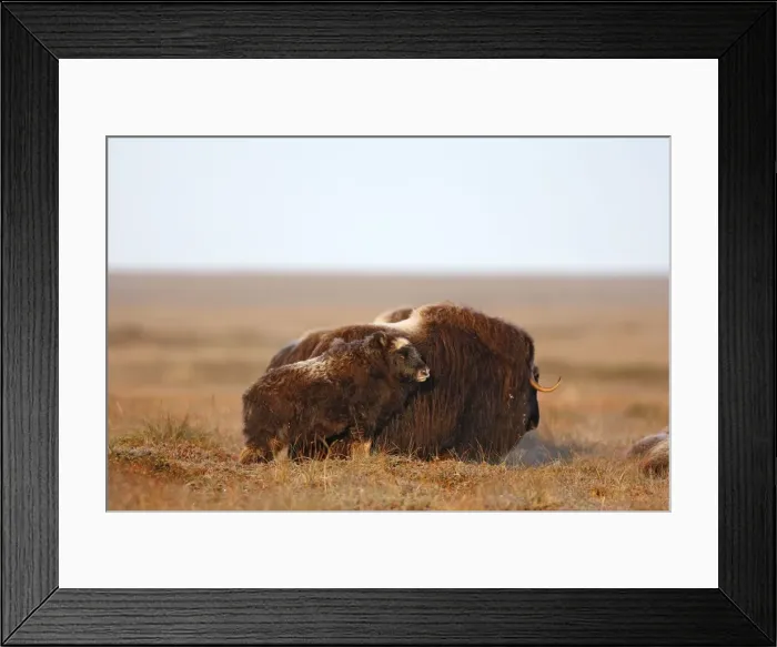 Framed Print : Muskox - Nome - Alaska Framed Print : Muskox - Nome - Alaska