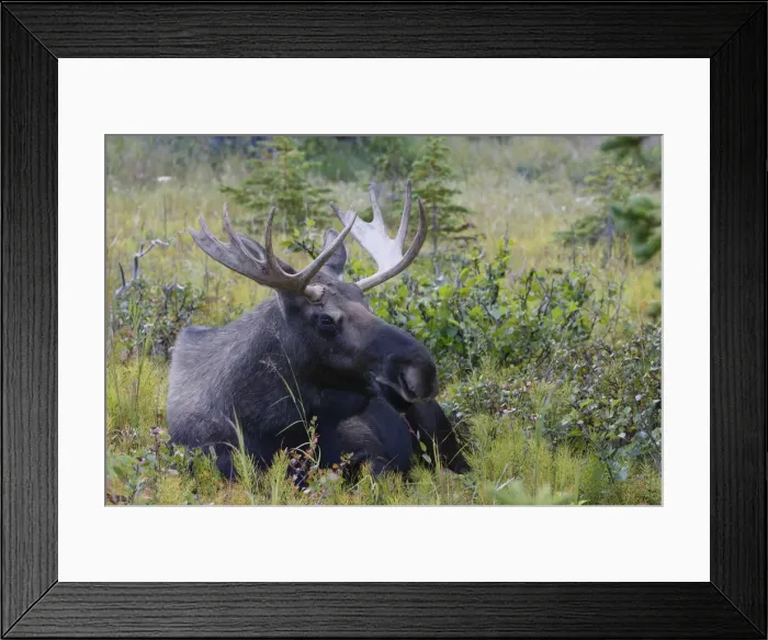 Framed Print : Moose - 3-4 year old male - Alaska Framed Print : Moose - 3-4 year old male - Alaska